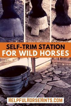 four different pictures of horses with the words self - trim station for wild horses on them