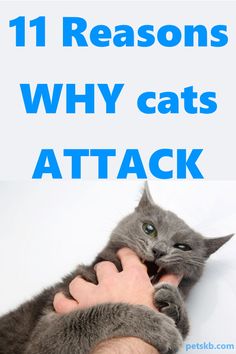 a person holding a gray cat with the caption 11 reasons why cats attack you