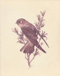 a drawing of a bird sitting on top of a branch with flowers in it's beak