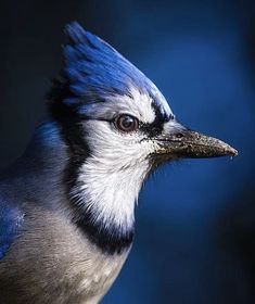 a blue and white bird with its head turned to the side, looking at something