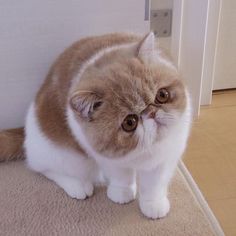 an orange and white cat sitting on top of a carpeted floor next to a door