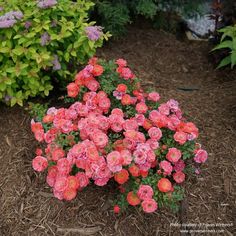 Almanac Planting Co: Proven Winners® Rosa 'Oso Easy Mango Salsa' with abundant coral-pink flowers blooming in a garden bed. Rose Care, Foundation Planting, Better Things