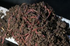 a pile of composted worms sitting on top of a white container filled with dirt