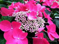 pink flowers with green leaves in the background