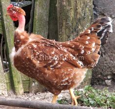 a brown and white chicken standing next to a wooden fence in front of a tree