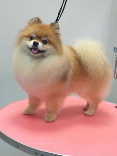 a small dog standing on top of a pink table