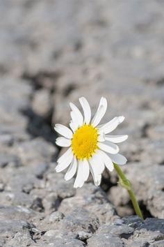 a single white and yellow flower sitting in the middle of a cracked concrete ground with rocks