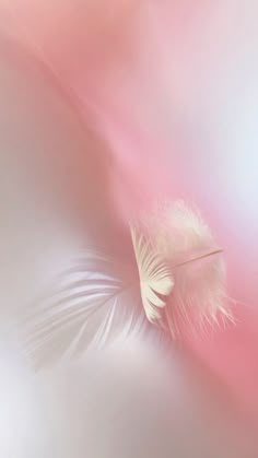 a white feather floating on top of a pink and white background