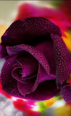 a purple rose with water droplets on it