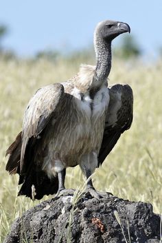 a large bird sitting on top of a rock in the middle of a grassy field