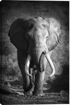 an elephant with tusks standing in the grass and looking at the camera, black and white photograph