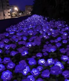 rows of purple flowers lit up at night in the city with buildings and street lights behind them