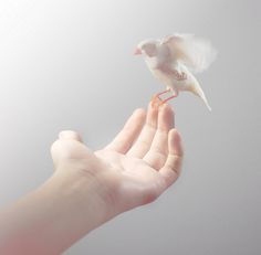 a hand holding a small white bird in it's palm