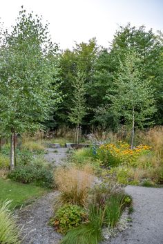 an outdoor garden with lots of plants and trees in the background, surrounded by gravel path