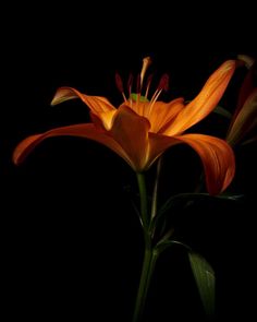 Black Orange Aesthetic, Tiger Lily Aesthetic, Orange And Black Aesthetic, Black And Orange Background, Orange Flower Wallpaper, Dark Orange Flowers, Tiger Tongue, Flowers Reference