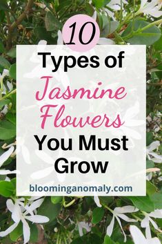 white jasmine flowers Garden Soil Mix, Arabian Jasmine, Winter Jasmine, Wild Jasmine, Fragrant Garden, Jasmine Flowers