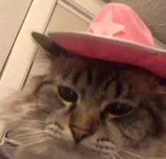 a cat wearing a pink hat with long hair