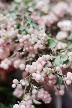 small pink flowers with green leaves on them