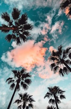 the sky is filled with pink clouds and palm trees