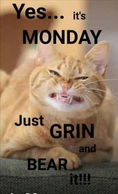 an orange cat with its mouth open and the caption says, yes it's monday just grin and bear