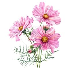 three pink flowers with green stems on a white background, watercolor drawing or illustration