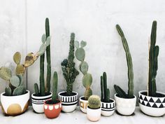 there are many different kinds of cactus in the pots on the table and behind them is a white wall