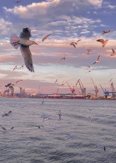 seagulls flying over the ocean with cranes in the background