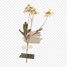 three yellow flowers on a white background, with some brown and beige stripes around them