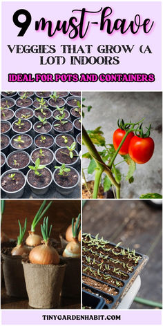 the 9 must have veggies that grow a lot indoors, ideal for plants and containers