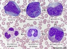 an animal cell is shown with different types of cells and their names in spanish language