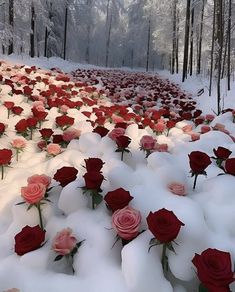 many red and pink roses are in the snow