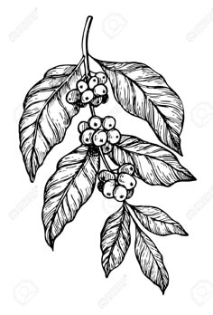 the branch with berries and leaves is drawn by hand on a white background, vintage line drawing or engraving