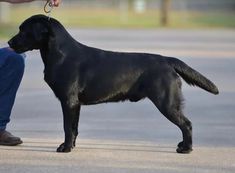 a black dog standing next to a person holding a leash on it's neck