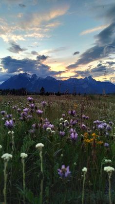 wildflowers in the foreground with mountains in the background