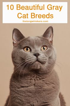 a gray cat with the words 10 beautiful gray cat breeds on it's chest