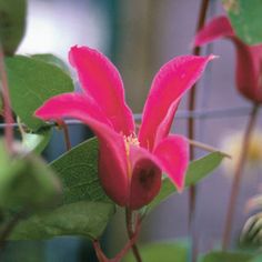 a pink flower with green leaves in the foreground