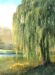 a painting of a large willow tree by the water