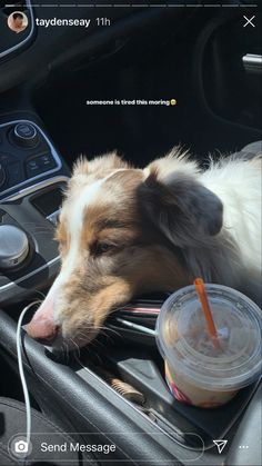 a dog sleeping on the dashboard of a car with its head resting on a cup