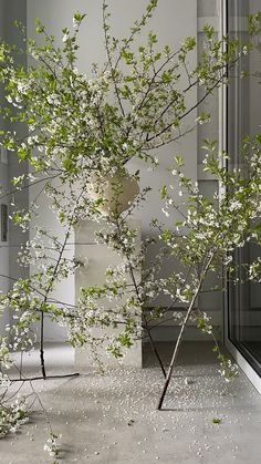 a tree with white flowers in a room