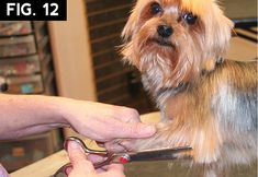 a small dog getting his hair cut at the pet groomer's shop,