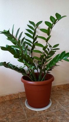 a potted plant sitting on top of a tile floor