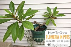 a potted plant with the words how to grow plumria in pots complete how - to guide