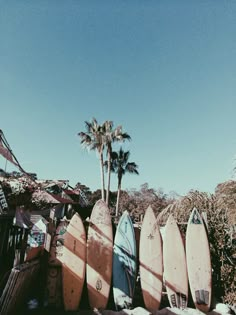 there are many surfboards lined up against each other on the beach and palm trees in the background