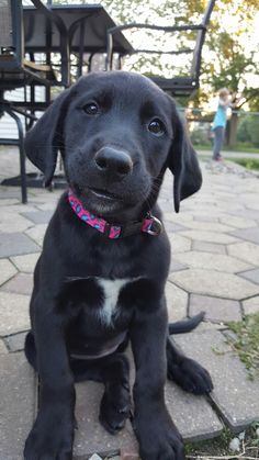 a black dog is sitting on the ground