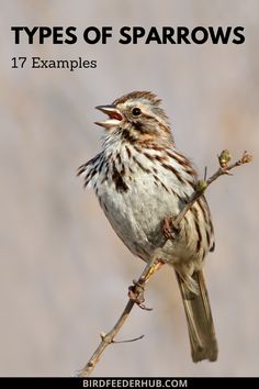 a bird sitting on top of a tree branch with the words types of sparrows