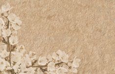 a white flower on a brown background with space for text or image royalty illustration stock images