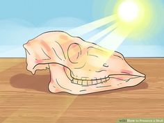 an animal's skull is shown with the sun shining in the sky behind it