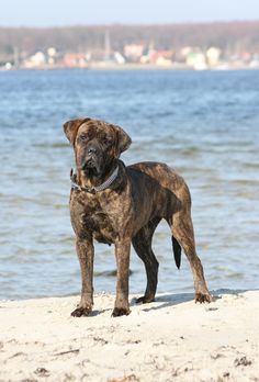 a brown dog standing on top of a sandy beach