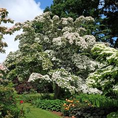 a large white tree sitting in the middle of a lush green park filled with lots of flowers