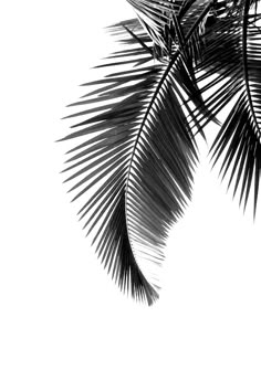 black and white photograph of palm tree leaves